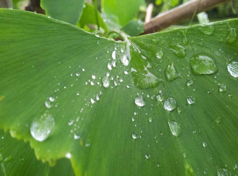 el curandero (película) reparto