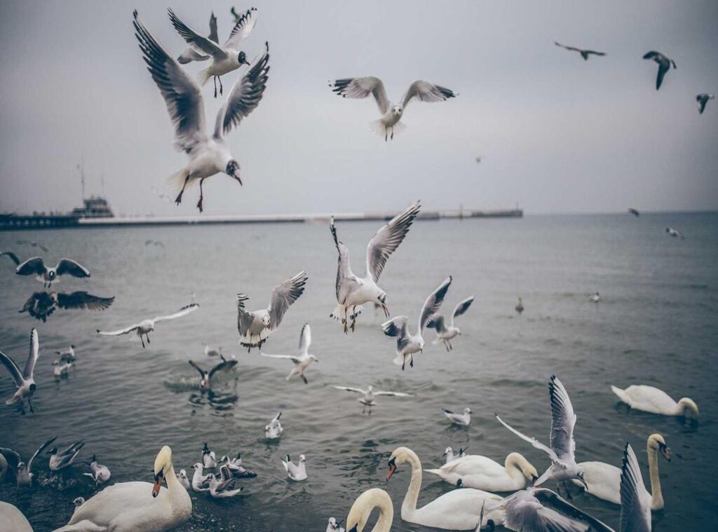 wallpaper:y1c5pjg5svg= duck